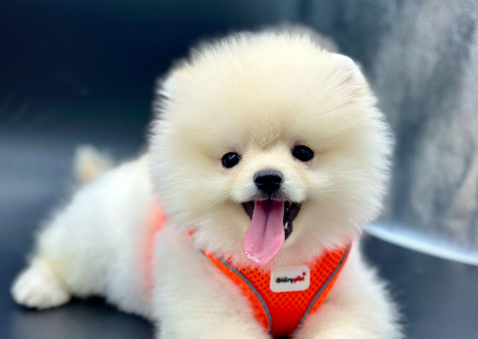 Pomeranian Boo